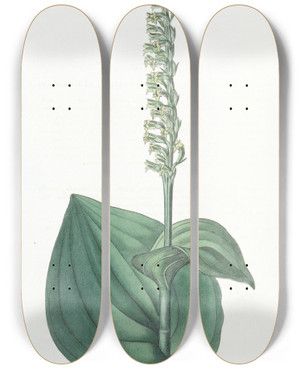 Triptych art skateboard deck of Sydenham Edwards Heartleaved Herminium by Sydenham Edwards (1768-1819)
