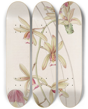 Triptych art skateboard deck of Sydenham Edwards Shortlipped Thickleaved Cymbidium by Sydenham Edwards (1768-1819)