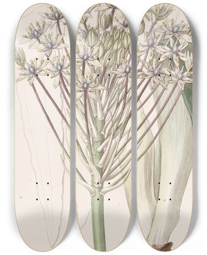 Triptych art skateboard deck of Sydenham Edwards Dingyflowered Peruvian Squill by Sydenham Edwards (1768-1819)