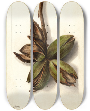 Triptych art skateboard deck of Deborah Griscom Passmore Carya Van Deman by Deborah Griscom Passmore (1840-1911)