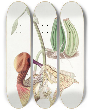 Triptych art skateboard deck of Sydenham Edwards Largeflowered Coryanthes by Sydenham Edwards (1768-1819)