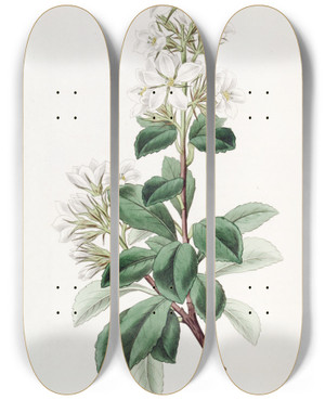 Triptych art skateboard deck of Sydenham Edwards Red Raphiolepis by Sydenham Edwards (1768-1819)