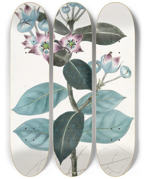 Triptych art skateboard deck of Sydenham Edwards Tall Calotropis by Sydenham Edwards (1768-1819)