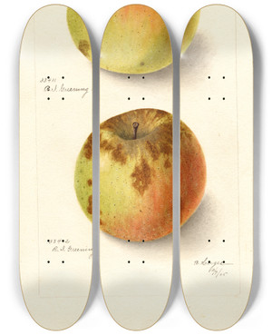 Triptych art skateboard deck of Bertha Heiges Malus Domestica Rhode Island Greening by Bertha Heiges (1866-1956)