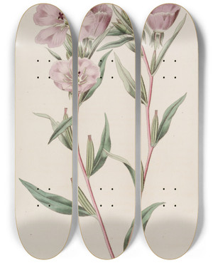 Triptych art skateboard deck of Sydenham Edwards Longbranched Oenothera by Sydenham Edwards (1768-1819)