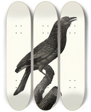 Triptych art skateboard deck of Jacques Barraband Le Rollier Vari Des Moluques by Jacques Barraband (1767-1809)