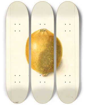 Triptych art skateboard deck of Bertha Heiges Citrus Limon_1 by Bertha Heiges (1866-1956)