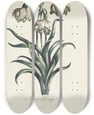 Triptych art skateboard deck of Carington Bowles Snow Drop by Carington Bowles (1724-1793)