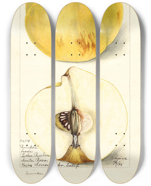 Triptych art skateboard deck of Bertha Heiges Cydonia Oblonga Pineapple by Bertha Heiges (1866-1956)
