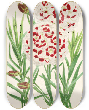 Triptych art skateboard deck of Charles Antoine Lemaire Dianthus Verschaffeltii by Charles Antoine Lemaire (1800-1871)