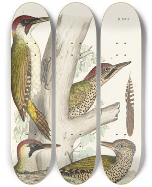 Triptych art skateboard deck of Alfred Malherbe Monographie Des Picides Pl18 by Alfred Malherbe (1804-1865)