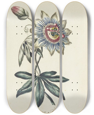 Triptych art skateboard deck of Carington Bowles Passion Flower by Carington Bowles (1724-1793)