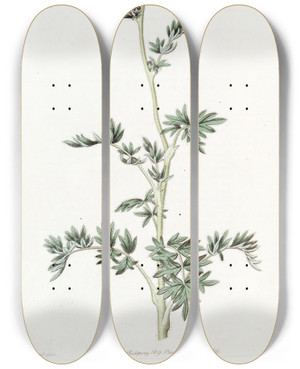Triptych art skateboard deck of Sydenham Edwards Pinnatifid Acaena by Sydenham Edwards (1768-1819)