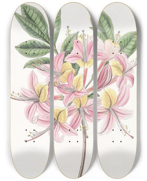 Triptych art skateboard deck of Sydenham Edwards Changeable Pontic Azalea by Sydenham Edwards (1768-1819)