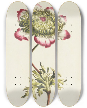 Triptych art skateboard deck of Carington Bowles Anemone by Carington Bowles (1724-1793)