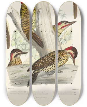 Triptych art skateboard deck of Alfred Malherbe Monographie Des Picides Pl27 by Alfred Malherbe (1804-1865)