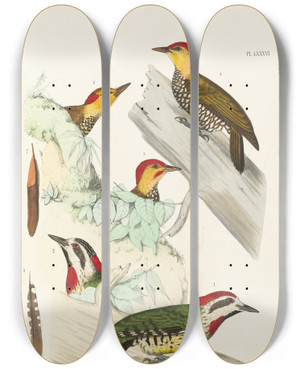 Triptych art skateboard deck of Alfred Malherbe Monographie Des Picides Pl25 by Alfred Malherbe (1804-1865)
