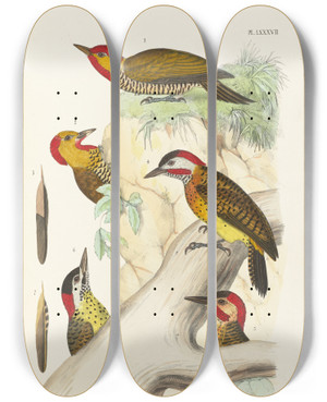 Triptych art skateboard deck of Alfred Malherbe Monographie Des Picides Pl26 by Alfred Malherbe (1804-1865)