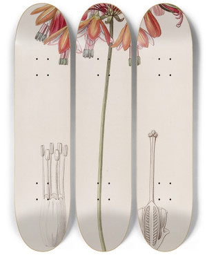 Triptych art skateboard deck of Sydenham Edwards Elegant Bessera by Sydenham Edwards (1768-1819)