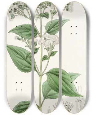 Triptych art skateboard deck of Sydenham Edwards Glandular Eupatorium by Sydenham Edwards (1768-1819)