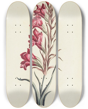 Triptych art skateboard deck of Carington Bowles Gladiolus by Carington Bowles (1724-1793)