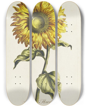 Triptych art skateboard deck of Carington Bowles Sun Flower by Carington Bowles (1724-1793)