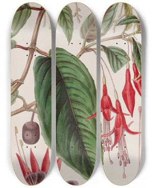 Triptych art skateboard deck of Sydenham Edwards Rooting Fuchsia by Sydenham Edwards (1768-1819)