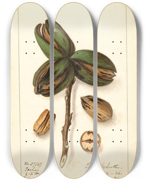 Triptych art skateboard deck of Ellen Isham Schutt Carya Teche by Ellen Isham Schutt (1873-1955)