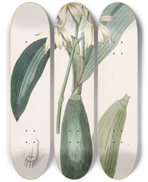 Triptych art skateboard deck of Sydenham Edwards Lanceleaved Epindendrum by Sydenham Edwards (1768-1819)