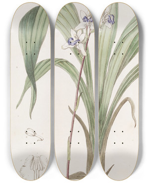 Triptych art skateboard deck of Sydenham Edwards Bluelipped Warrea by Sydenham Edwards (1768-1819)