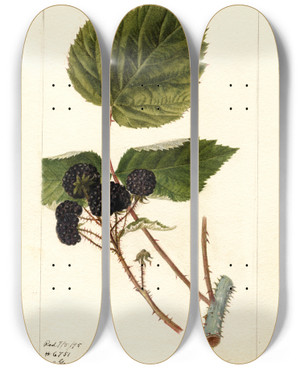 Triptych art skateboard deck of Deborah Griscom Passmore Rubus Gault by Deborah Griscom Passmore (1840-1911)
