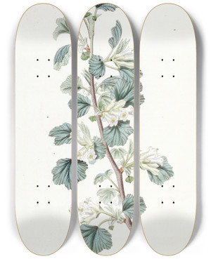 Triptych art skateboard deck of Sydenham Edwards Waxy Currant by Sydenham Edwards (1768-1819)