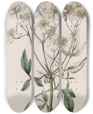 Triptych art skateboard deck of Sydenham Edwards Largeflowered Erect Clematis by Sydenham Edwards (1768-1819)