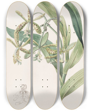 Triptych art skateboard deck of Sydenham Edwards Frog Epindendrum by Sydenham Edwards (1768-1819)