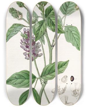 Triptych art skateboard deck of Sydenham Edwards Longspiked Psoralea by Sydenham Edwards (1768-1819)