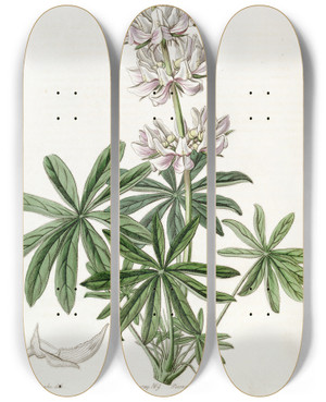 Triptych art skateboard deck of Sydenham Edwards Denseflowered Lupin by Sydenham Edwards (1768-1819)
