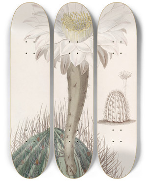 Triptych art skateboard deck of Sydenham Edwards White Torchthistle by Sydenham Edwards (1768-1819)