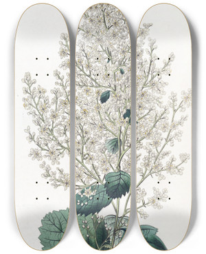 Triptych art skateboard deck of Sydenham Edwards Beamtreeleaved Spirea by Sydenham Edwards (1768-1819)