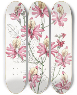 Triptych art skateboard deck of Sydenham Edwards Bluntpetalled Schizanthus by Sydenham Edwards (1768-1819)