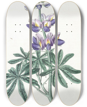 Triptych art skateboard deck of Sydenham Edwards Changeable Lupine by Sydenham Edwards (1768-1819)