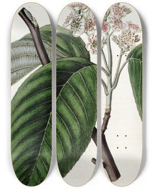 Triptych art skateboard deck of Sydenham Edwards Crenated Beamtree by Sydenham Edwards (1768-1819)