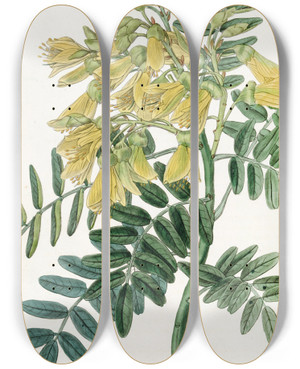 Triptych art skateboard deck of Sydenham Edwards Chilian Mayu Tree by Sydenham Edwards (1768-1819)