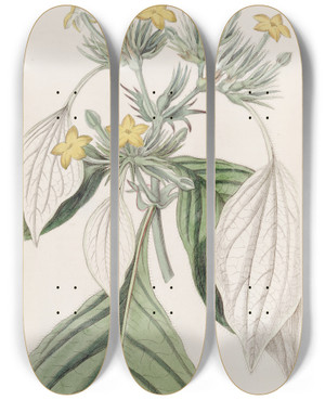 Triptych art skateboard deck of Sydenham Edwards The Largeleaved Mussaenda by Sydenham Edwards (1768-1819)