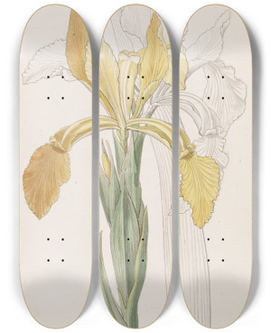 Triptych art skateboard deck of Sydenham Edwards Golden Iris by Sydenham Edwards (1768-1819)