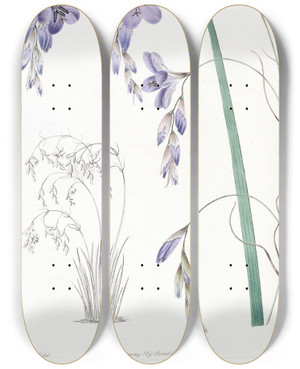 Triptych art skateboard deck of Sydenham Edwards Pendulousflowered Sparaxis by Sydenham Edwards (1768-1819)