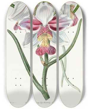 Triptych art skateboard deck of Sydenham Edwards Taperleaved Vanda by Sydenham Edwards (1768-1819)
