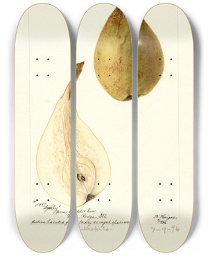 Triptych art skateboard deck of Bertha Heiges Pyrus Communis Lyerly by Bertha Heiges (1866-1956)