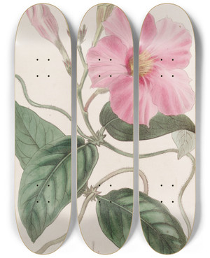 Triptych art skateboard deck of Sydenham Edwards Knobjointed Dipladenia by Sydenham Edwards (1768-1819)