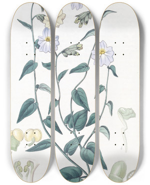 Triptych art skateboard deck of Sydenham Edwards Largeflowered Browallia by Sydenham Edwards (1768-1819)