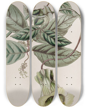 Triptych art skateboard deck of Sydenham Edwards Changeable Cobaea by Sydenham Edwards (1768-1819)